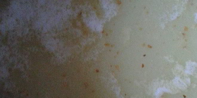 Рецепт любимой халвы султаны