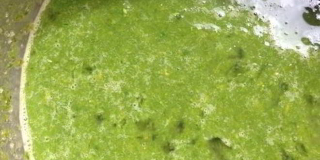 Рецепт базиликового курда