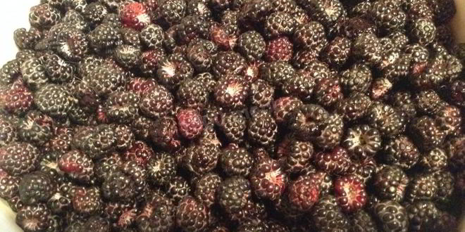 Рецепт мусса из ежевики