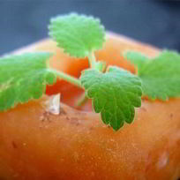 Рецепт Абрикосового щербета