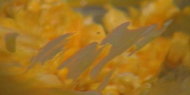 Рецепт суфле из козьего сыра и тимьяна