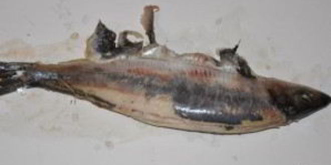 Рецепт форшмака классического