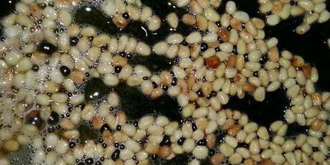 Рецепт фрикаделек итальянских