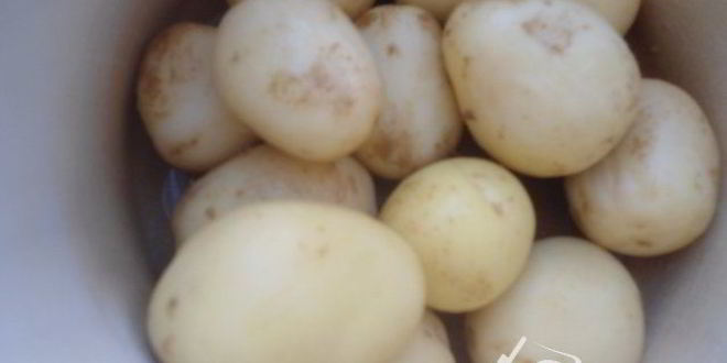 Рецепт картофеля отварного, сермяжного