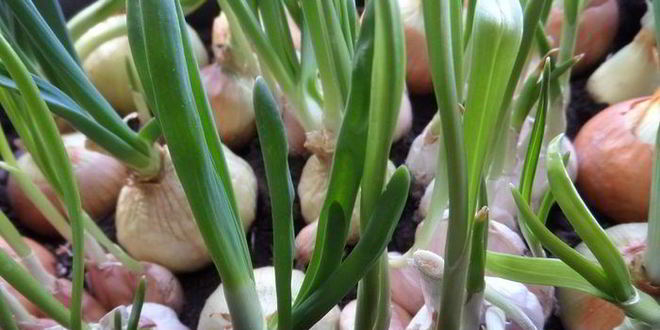 Рецепт лимонного картофеля с луком