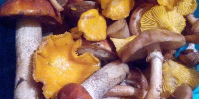 Рецепт жареной картошечки с лесными грибочками