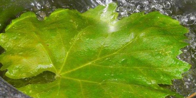 Рецепт долмы из говядины