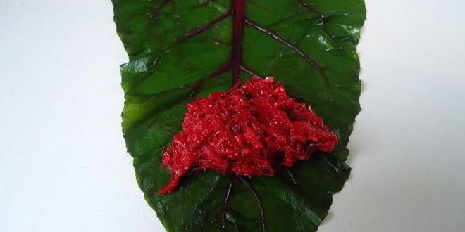 Рецепт голубцов свекольных