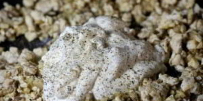 Рецепт грибов фаршированных