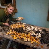 Рецепт Грибов песочники