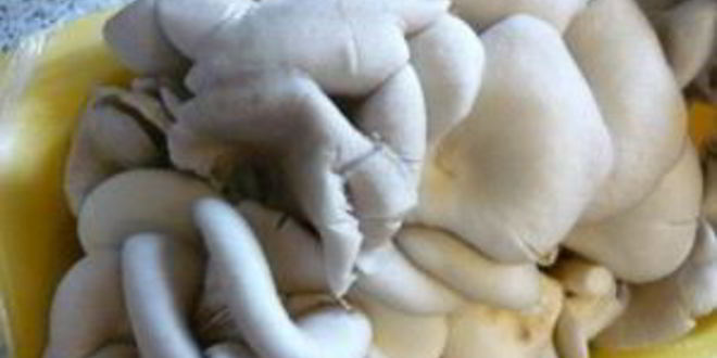 Рецепт грибов, жаренных с колбасой