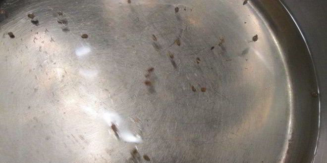 Рецепт куриной печени форестер