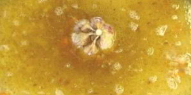 Рецепт плова без мяса