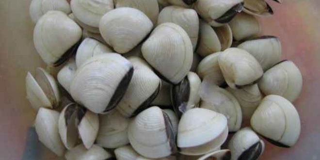 Рецепт ризотто черного с дарами моря