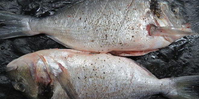 Рецепт дорады на оливковом масле с базиликом, лаймом и чесноком