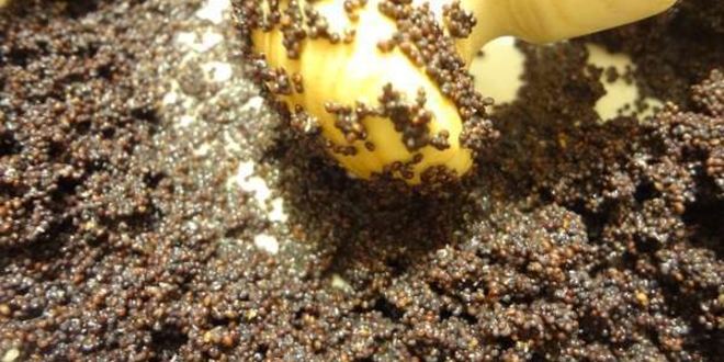 Рецепт медовой кутьи