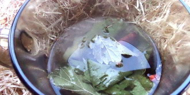 Рецепт согревающего чая со специями