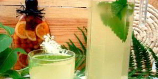 Рецепт кваса из бузины