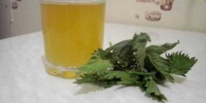 Рецепт кваса из крапивы