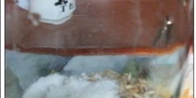 Рецепт кваса из овса