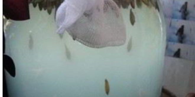 Рецепт кваса из овса