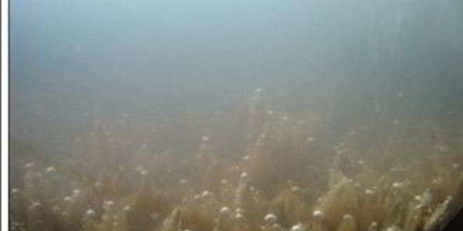 Рецепт кваса из овса