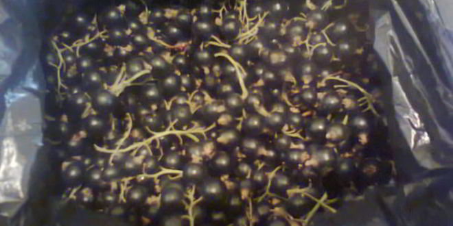 Рецепт ликера королевского