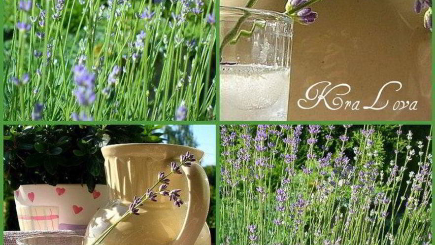 Рецепт лимонада с лавандой