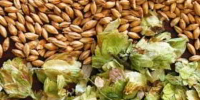 Рецепт медового пива