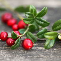 Рецепт Домашней наливки из брусники