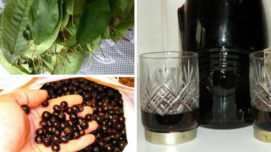 Рецепт наливки 100 листьев