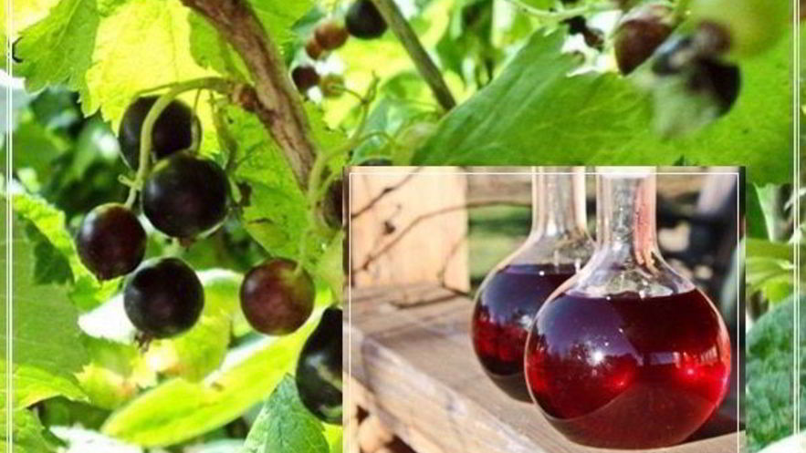 Рецепт наливки черносмородиновой