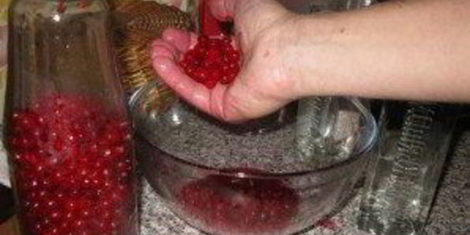 Рецепт наливки из калины