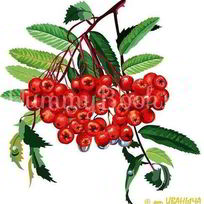 Рецепт Рябиновой наливки