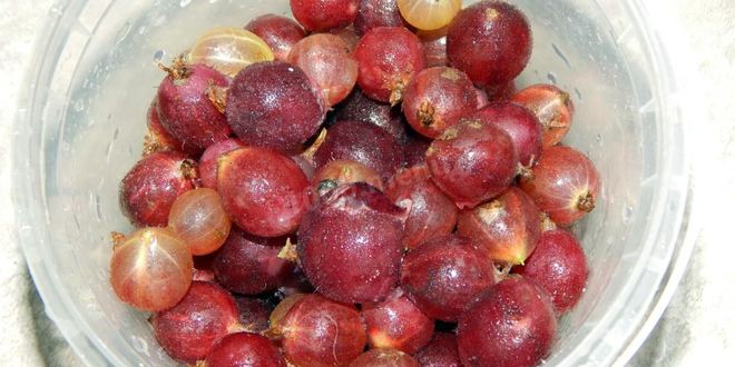 Рецепт настойки из крыжовника