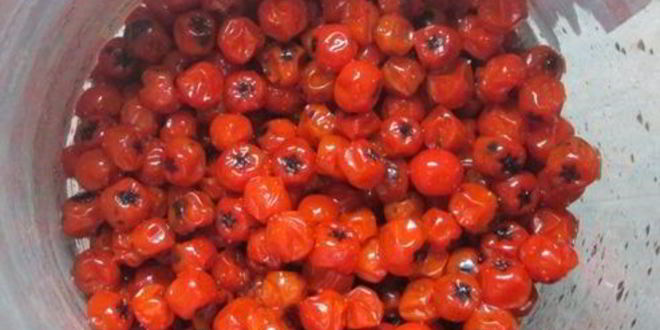 Рецепт настойки на рябине