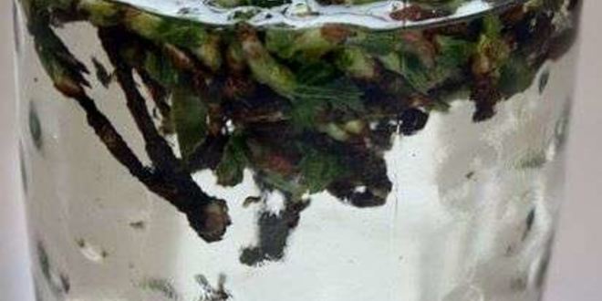 Рецепт настойки на смородиновых почках