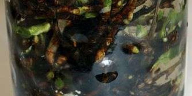 Рецепт настойки на смородиновых почках