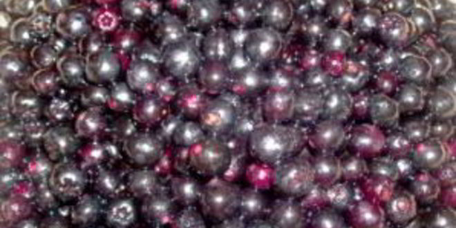 Рецепт сиропа из черноплодной рябины