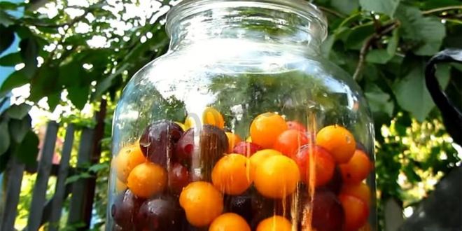 Рецепт вина из алычи простое домашнее