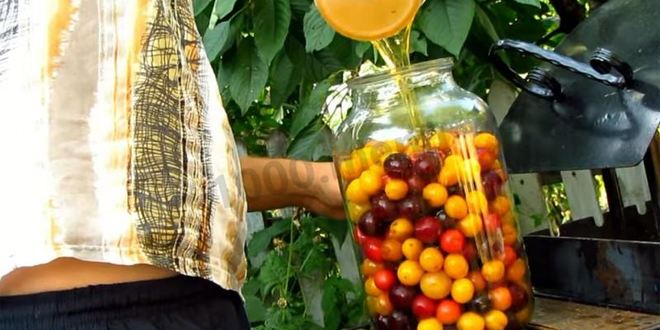 Рецепт вина из алычи простое домашнее