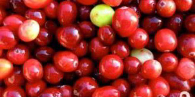 Рецепт витаминного напитка великолепная клюква