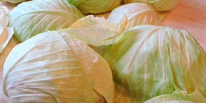 Рецепт голубцов под шубой