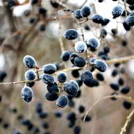 Рецепт Готовима кетчуп из тернослива на зиму