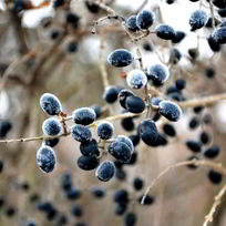 Рецепт Готовима кетчуп из тернослива на зиму