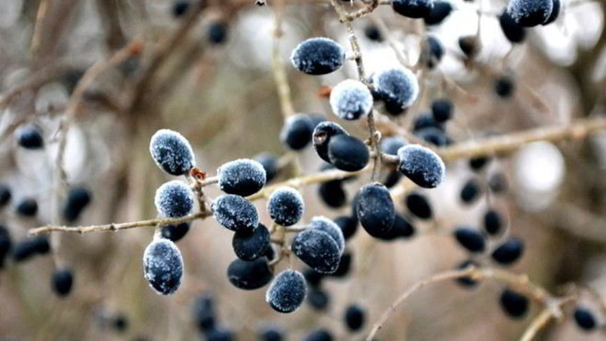 Рецепт готовима кетчуп из тернослива на зиму