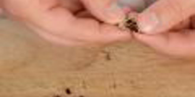 Рецепт кетчупа с нектаринами