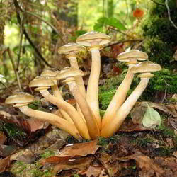 Рецепт Маринованных опят с маринаде с корицей