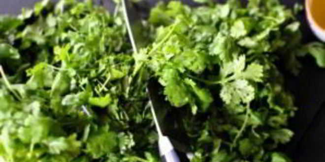 Рецепт песто с кинзой