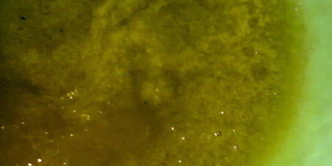 Рецепт соуса зеленого ткемали